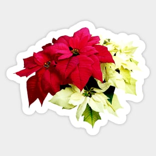 Poinsettias, Red and Yellow Sticker